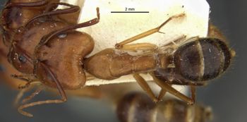 Media type: image;   Entomology 21469 Aspect: habitus dorsal view